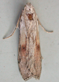 Bee Moth